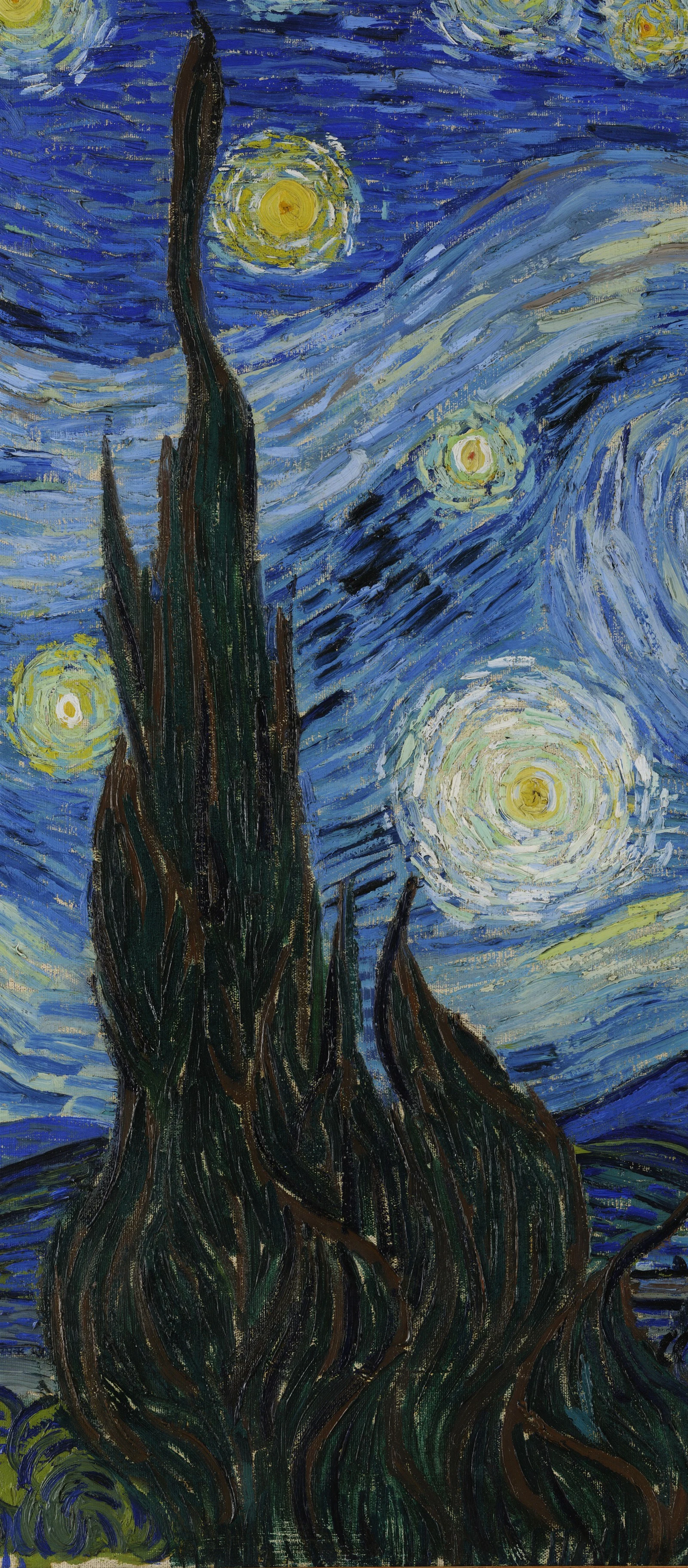 Ciemny cyprys na tle nocnego nieba